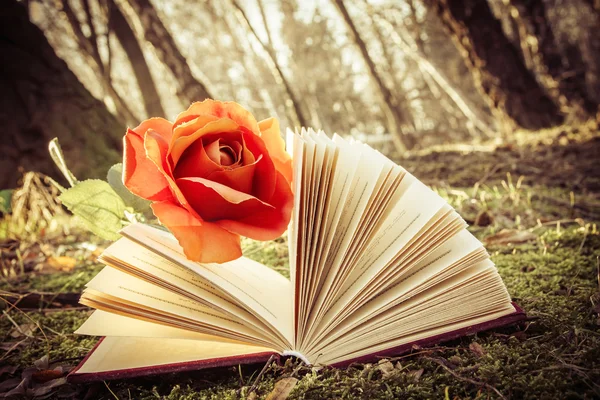 Book and rose — Stock Photo, Image