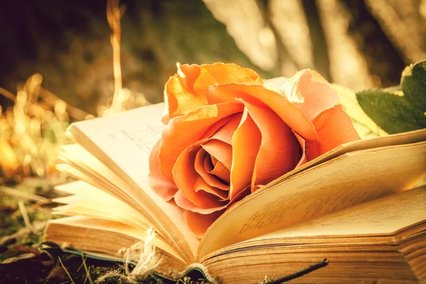 Buch und Rose — Stockfoto