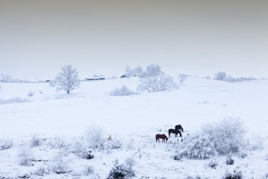 Horses in the snow clipart