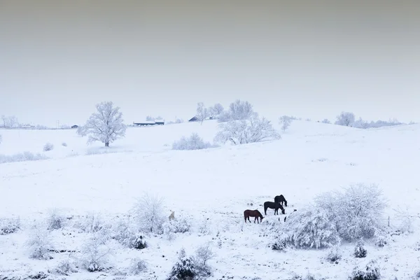 Chevaux dans la neige — Photo