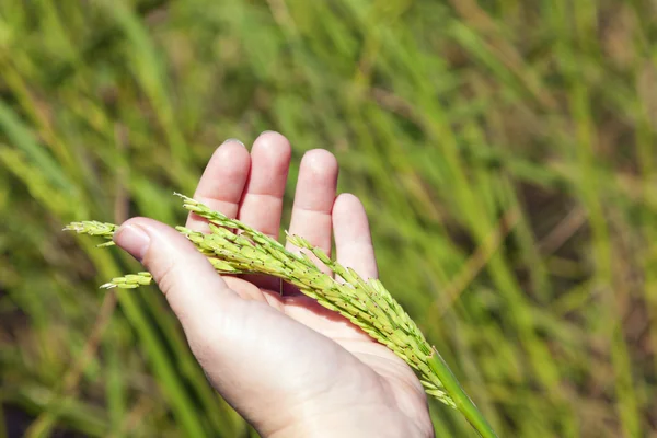 Rice — Stock Photo, Image