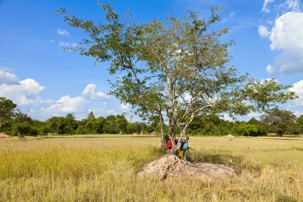 Дерево в поле — стоковое фото