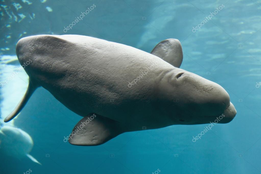 Stockfotos Beluga Wal Bilder Stockfotografie Beluga Wal Lizenzfreie Fotos Depositphotos