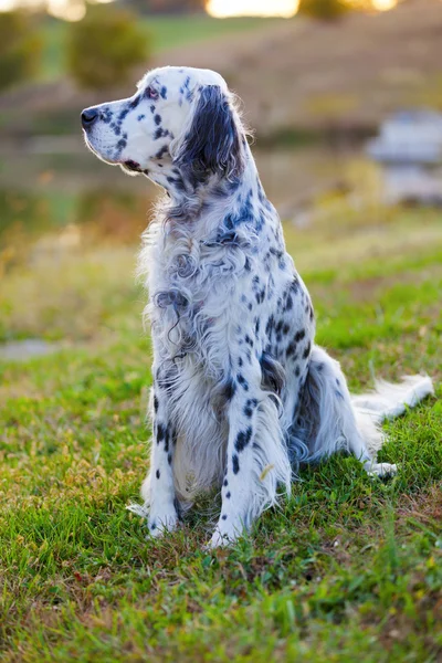 Cão de caça inglês — Fotografia de Stock