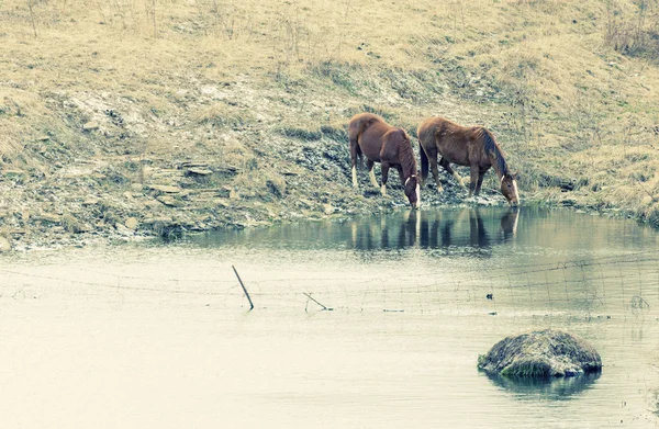 Paarden drinken — Stockfoto