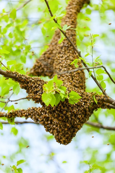 Bienenschwarm — Stockfoto