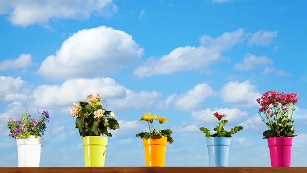 Potted flowers — Stock Photo, Image
