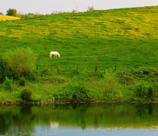 Caballo blanco —  Fotos de Stock