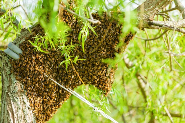 Bee swarm — Stock Photo, Image