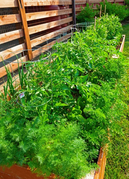 Grönsaksträdgård — Stockfoto