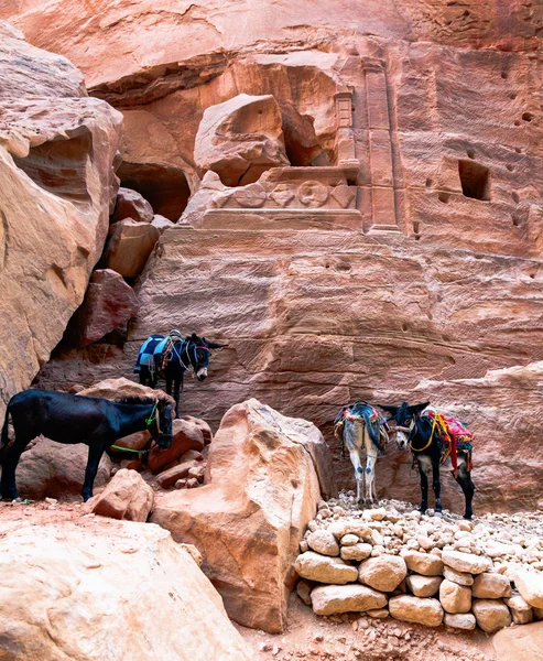 Burros en Petra — Foto de Stock
