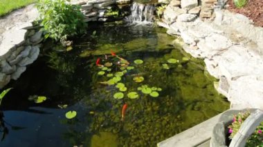 Koi Pond
