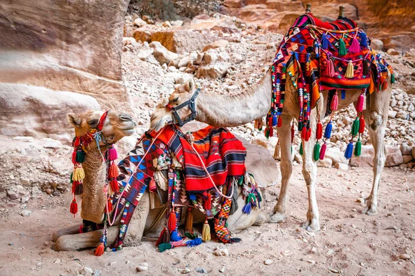 Kamelen in petra — Stockfoto