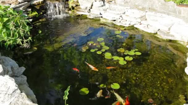 Koi füttern — Stockvideo