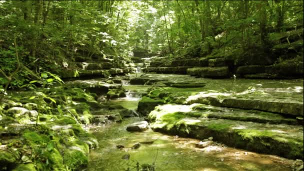 Ruisseau dans la forêt — Video