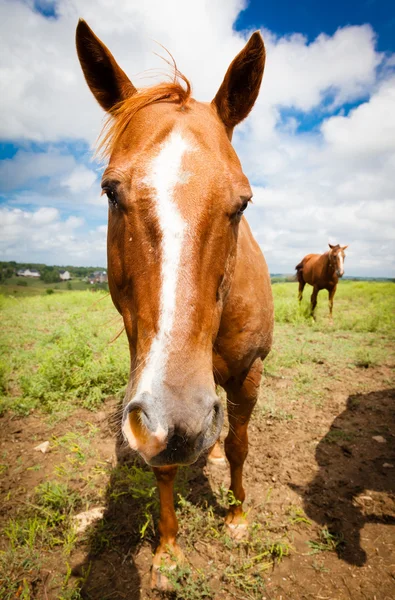 Koně zblízka — Stock fotografie