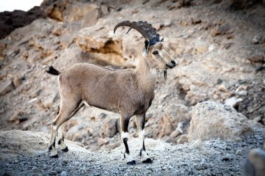 Ibex.