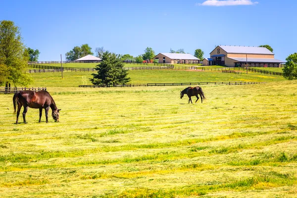 Paard boerderij — Stockfoto