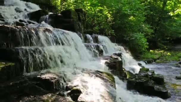 Arroyo forestal y cascada — Vídeo de stock