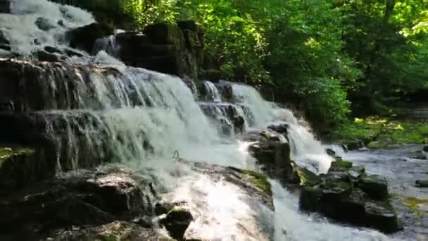 Foresta torrente e cascata — Video Stock