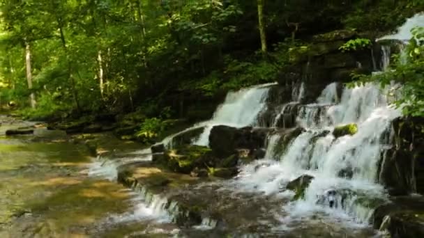 Arroyo forestal y cascada — Vídeo de stock