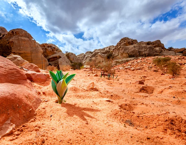 La vita nel deserto — Foto Stock