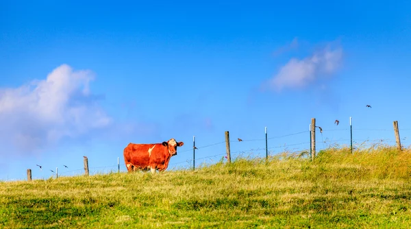 Vache dans une ferme — Photo