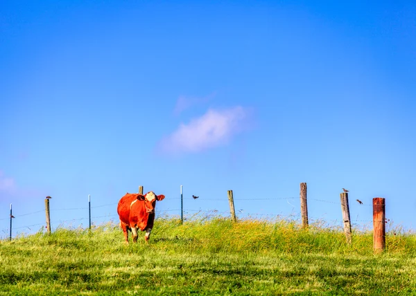 Αγελάδα σε αγρόκτημα — Φωτογραφία Αρχείου