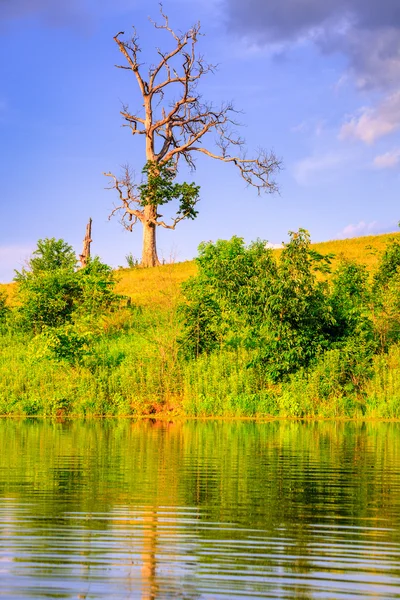 Einsamer Baum — Stockfoto