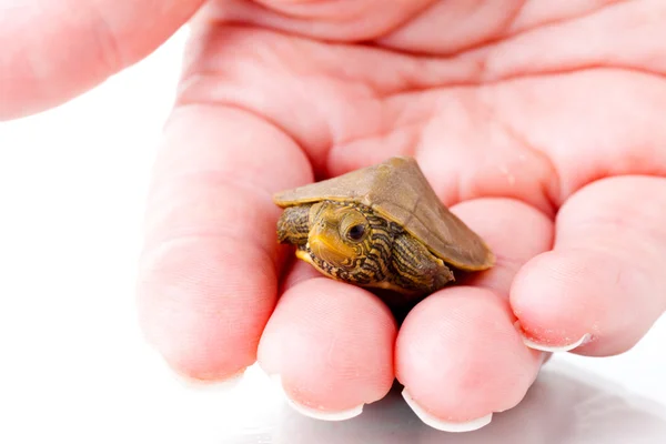 Schildkrötenbaby — Stockfoto