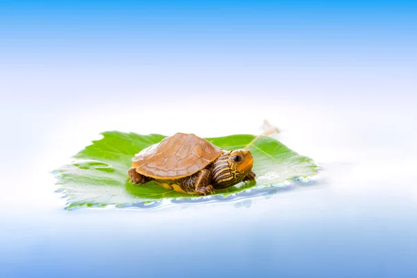 Tartaruga bambino su una foglia — Foto Stock