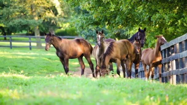 chevaux à la ferme