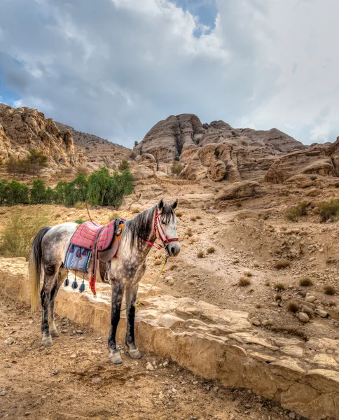 Petra paard — Stockfoto