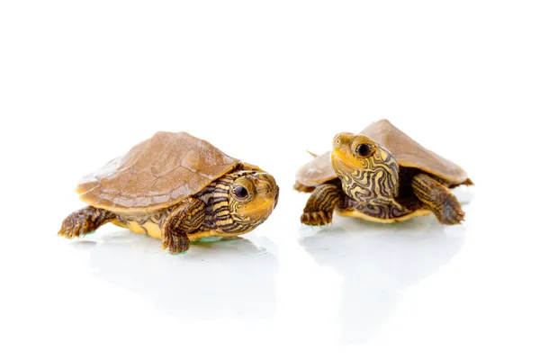 Baby turtles — Stockfoto