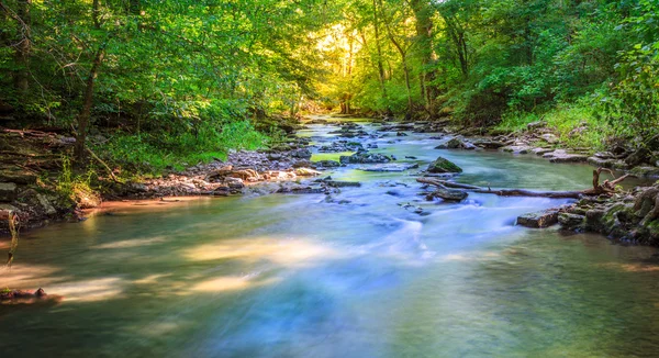 Forest creek — Stock Photo, Image