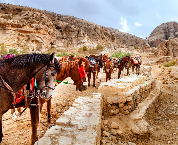 Caballos de Petra — Foto de Stock