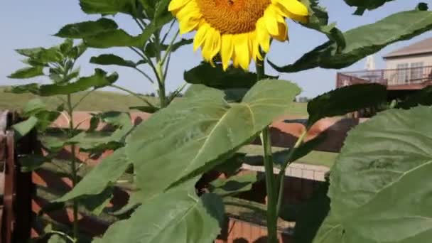 Bunga matahari — Stok Video
