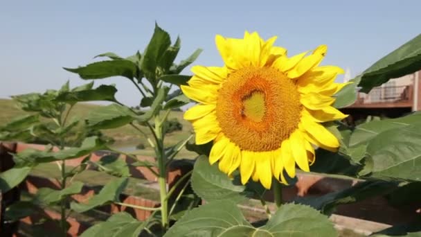 Tournesol
