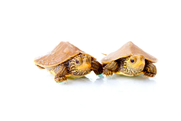 Baby turtles — Stock Photo, Image