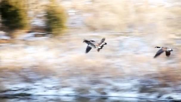 Канадские гуси — стоковое видео