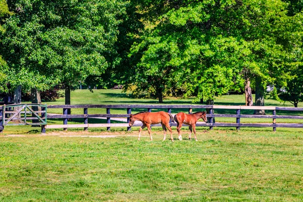 Bir çiftlikte iki foals — Stok fotoğraf