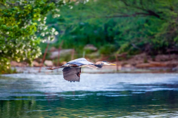 Garça azul em voo — Fotografia de Stock