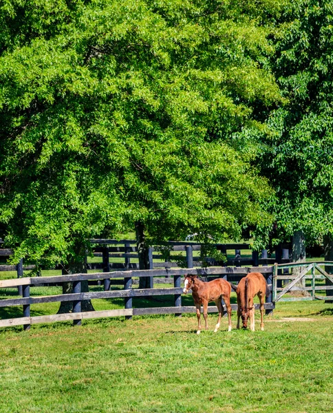 2 つの馬の農場で — ストック写真