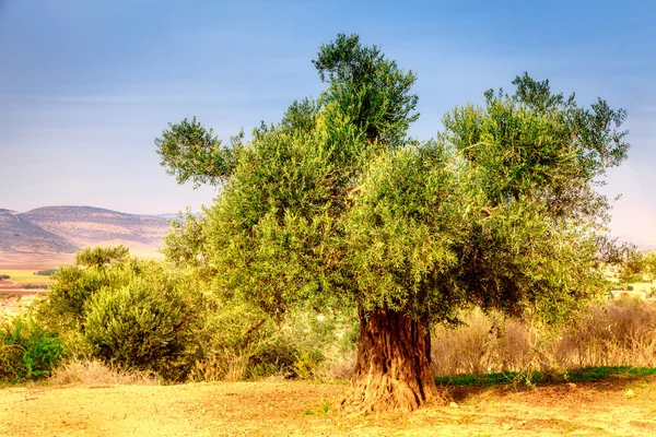 Oude olijfboom — Stockfoto