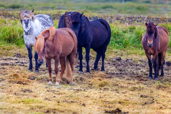 Icelandic ponies — Stock Photo, Image