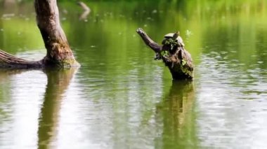 ortak harita kaplumbağa