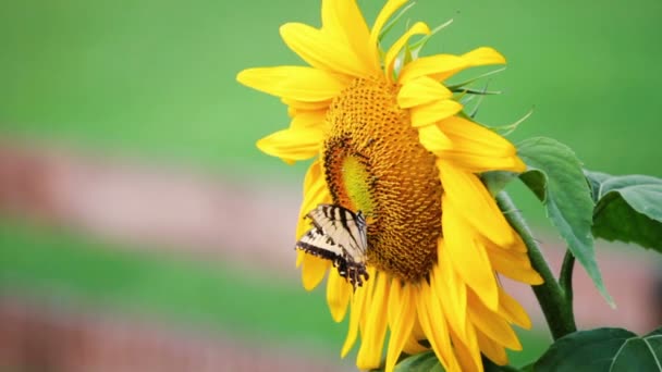 Schmetterling auf einer Sonnenblume — Stockvideo