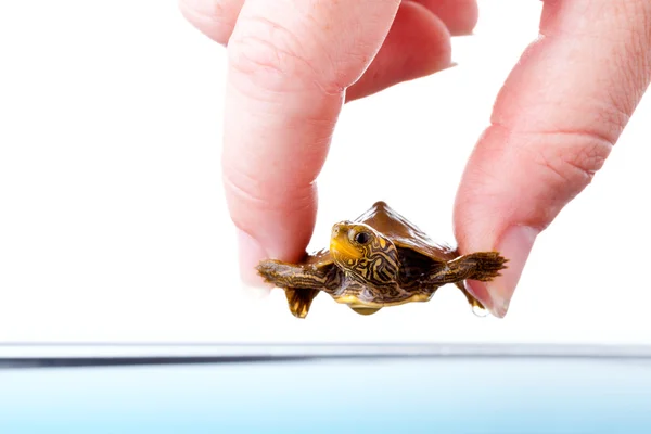 Baby Common Map Turtle — Stock Photo, Image