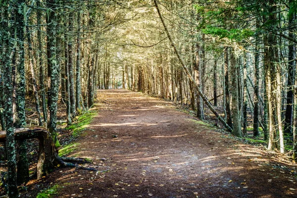 Προβολή Κάτω Carriage Road Στο Εθνικό Πάρκο Acadia Στο Maine — Φωτογραφία Αρχείου