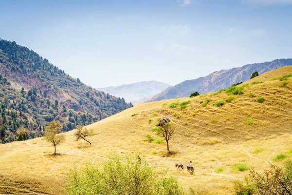 Sentiero Nella Valle Hissar Nel Parco Nazionale Shirkent Tagikistan — Foto Stock